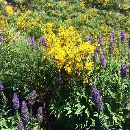 Casa Do Curral Velho Hébergement de vacances Santana (Madeira)