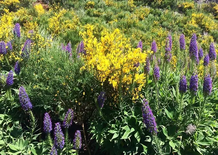Casa Do Curral Velho Prázdninový dům Santana (Madeira)